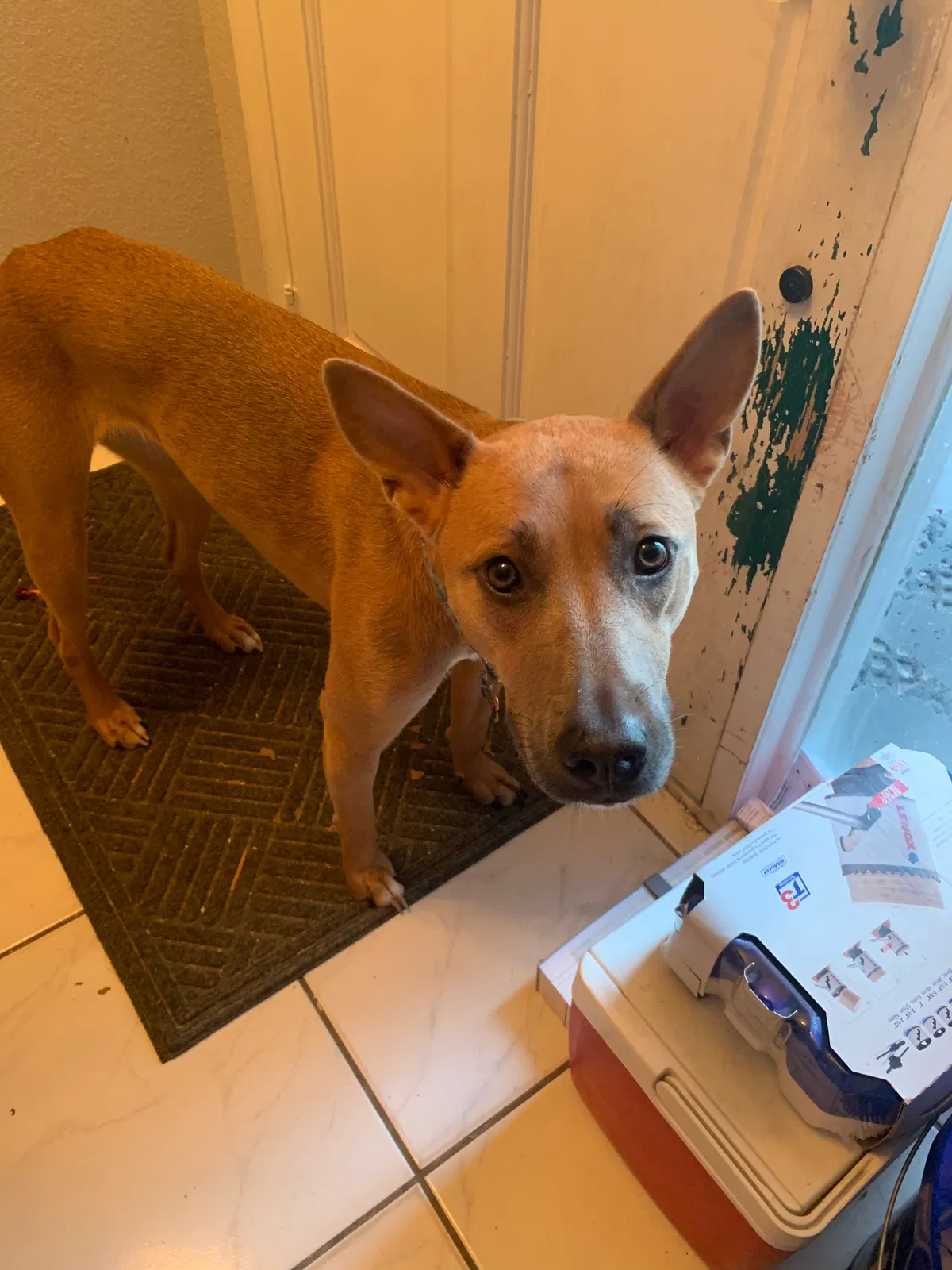Lost dog in Altamonte Springs, FL, 32701
