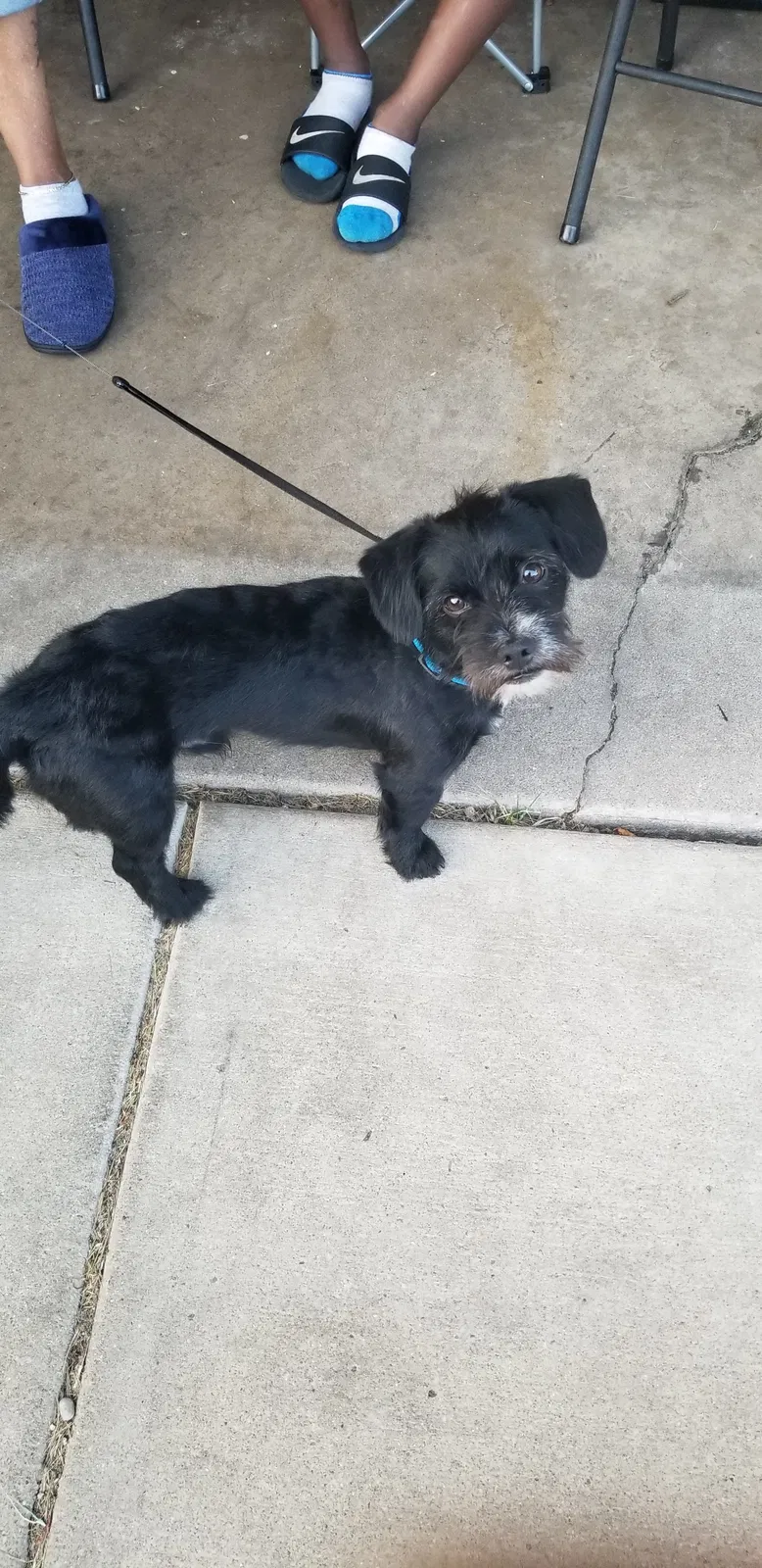 Lost dog in Merrillville, IN, 46410