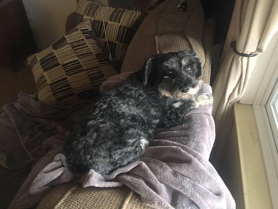 Lost dog in Troy, MI, 48085