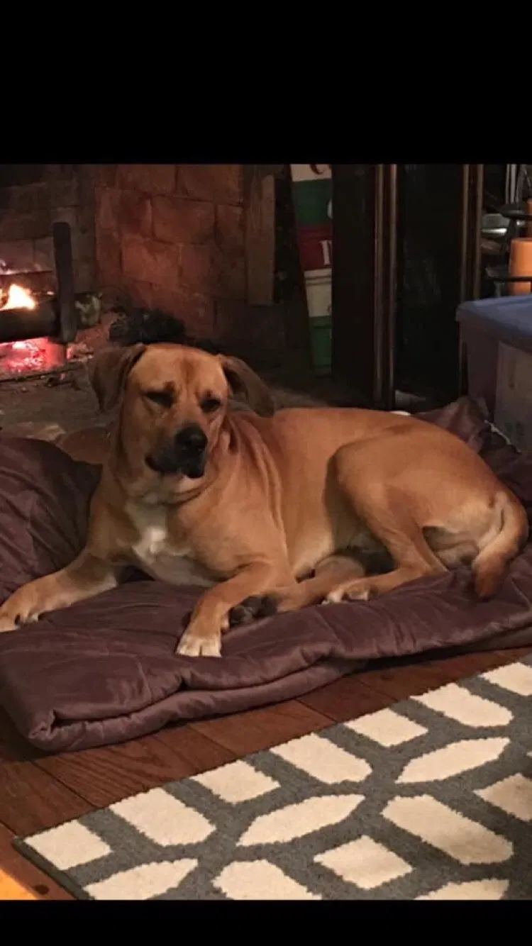 Lost dog in Chunchula, AL, 36521