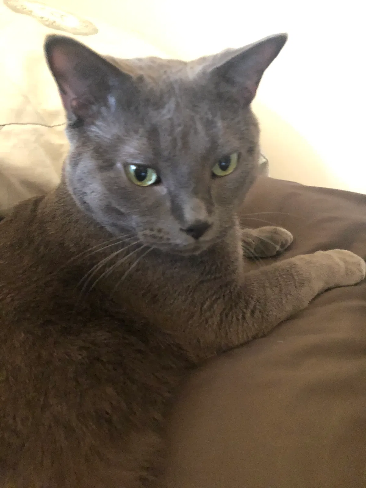 Lost cat in Unknown, CA, 0