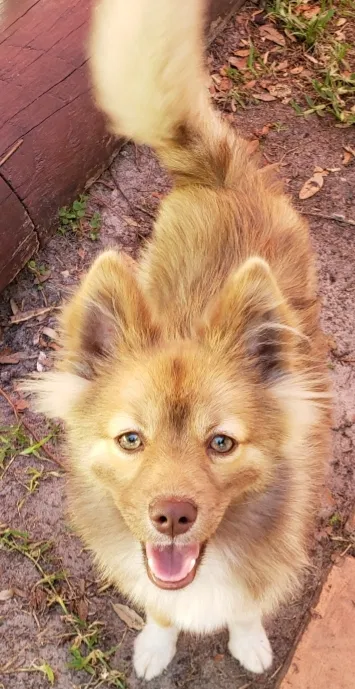 Lost dog in Orlando, FL, 32824