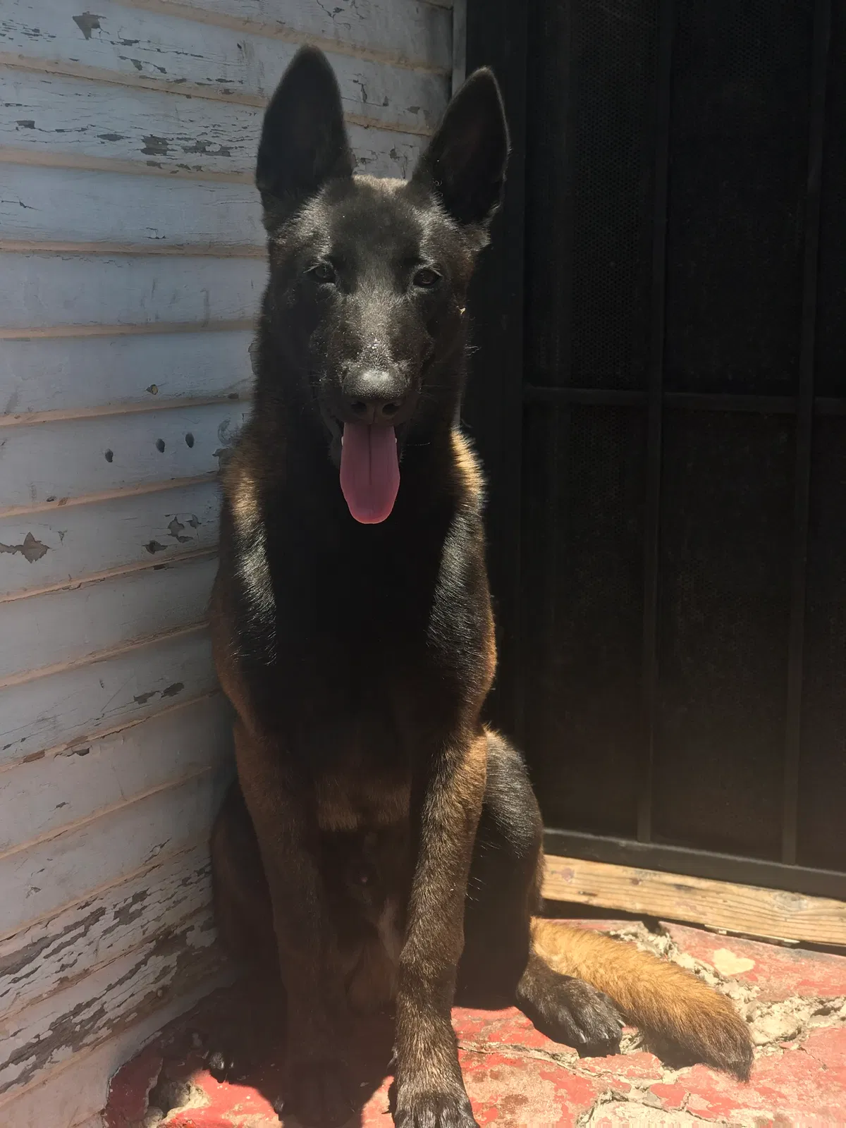 Lost dog in Oakland, CA, 94621