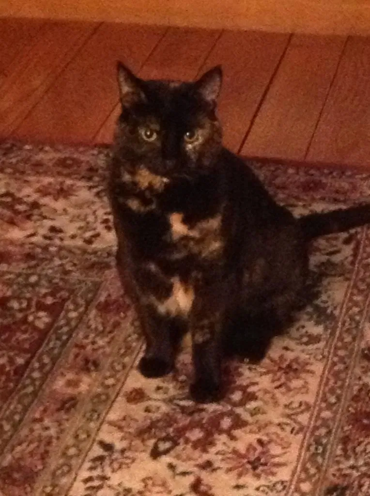 Lost cat in Escondido, CA, 92027