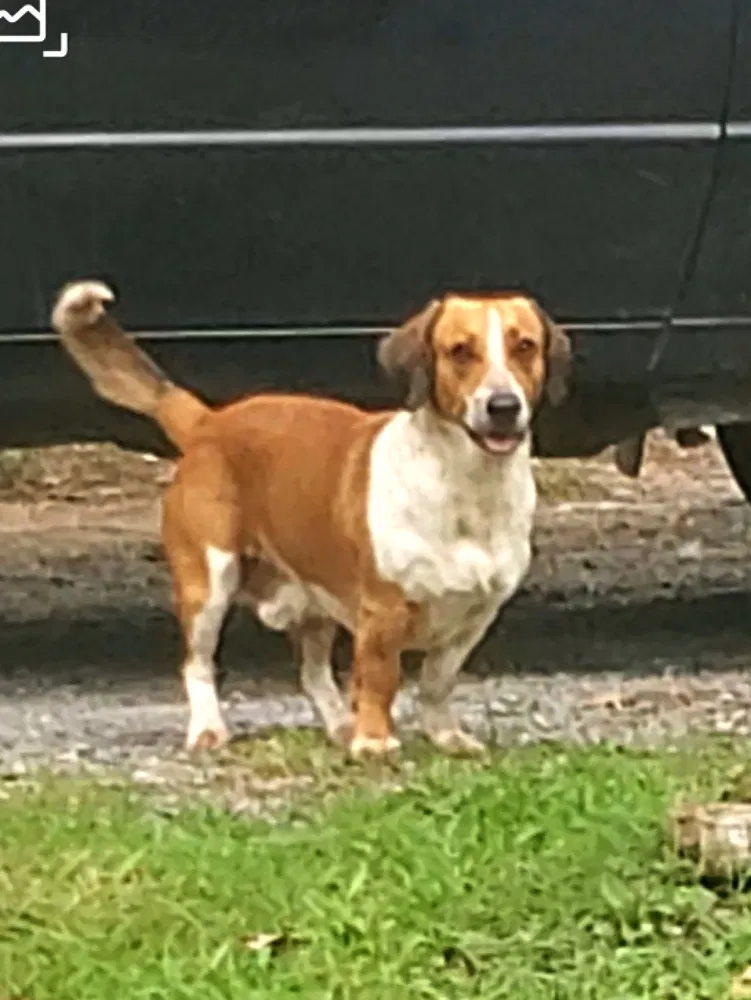 Lost dog in Vincent, AL, 35178