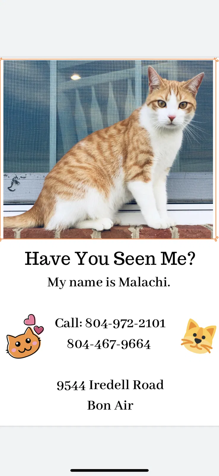 Lost cat in Richmond, VA, 23235