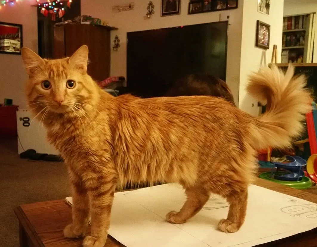 Lost cat in Cicero, NY, 13039