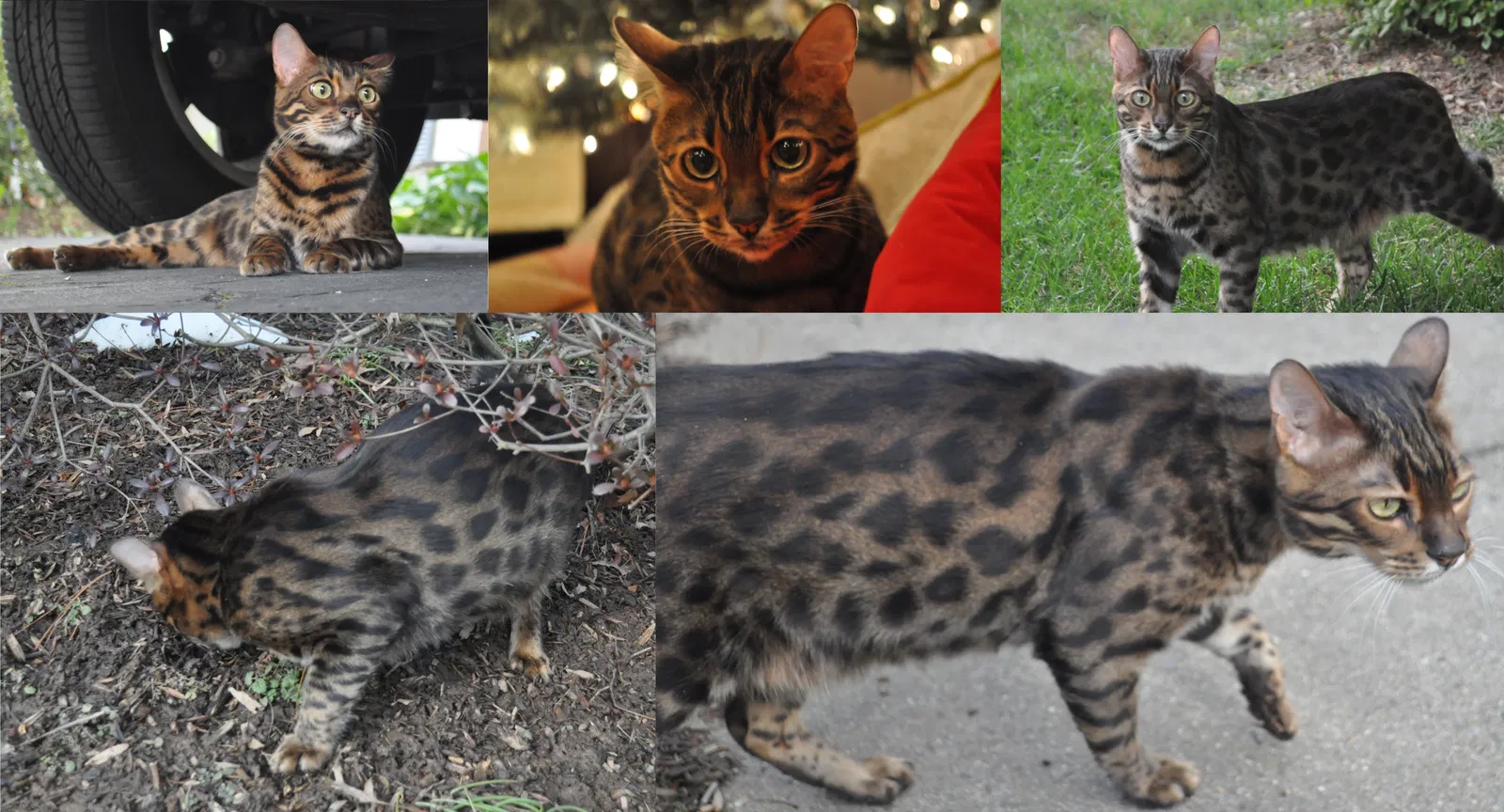 Lost cat in Oakton, VA, 22124