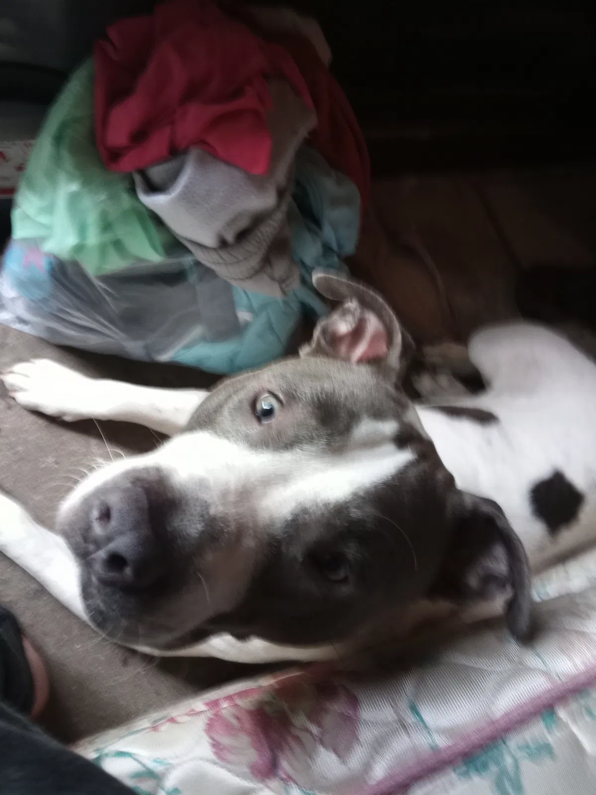 Lost dog in Mobile, AL, 36608