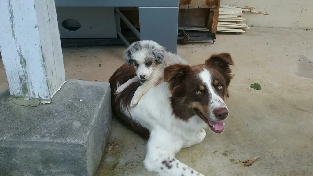 Lost dog in Thorn Hill, TN, 37881