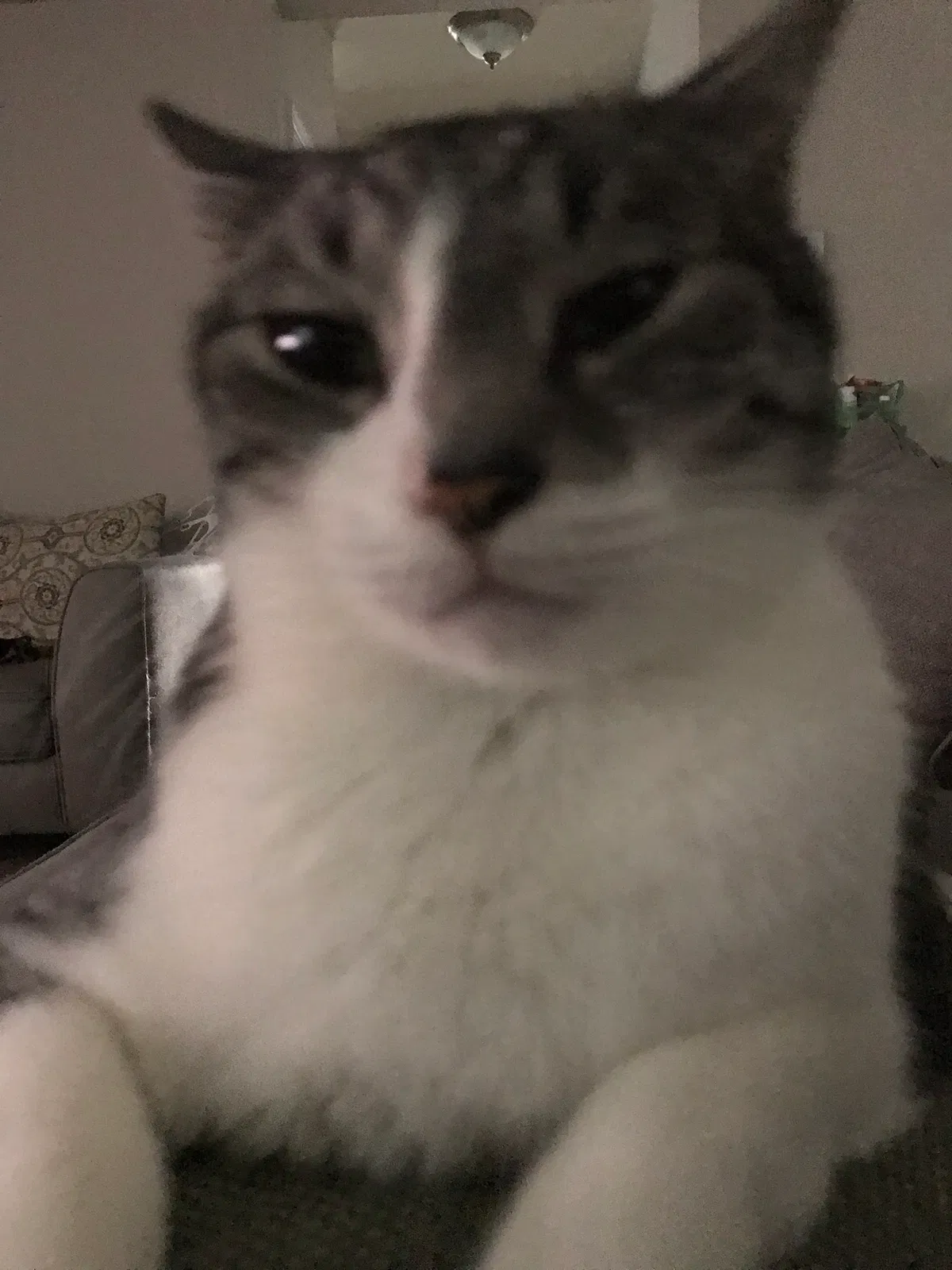 Lost cat in Davidson, NC, 28036