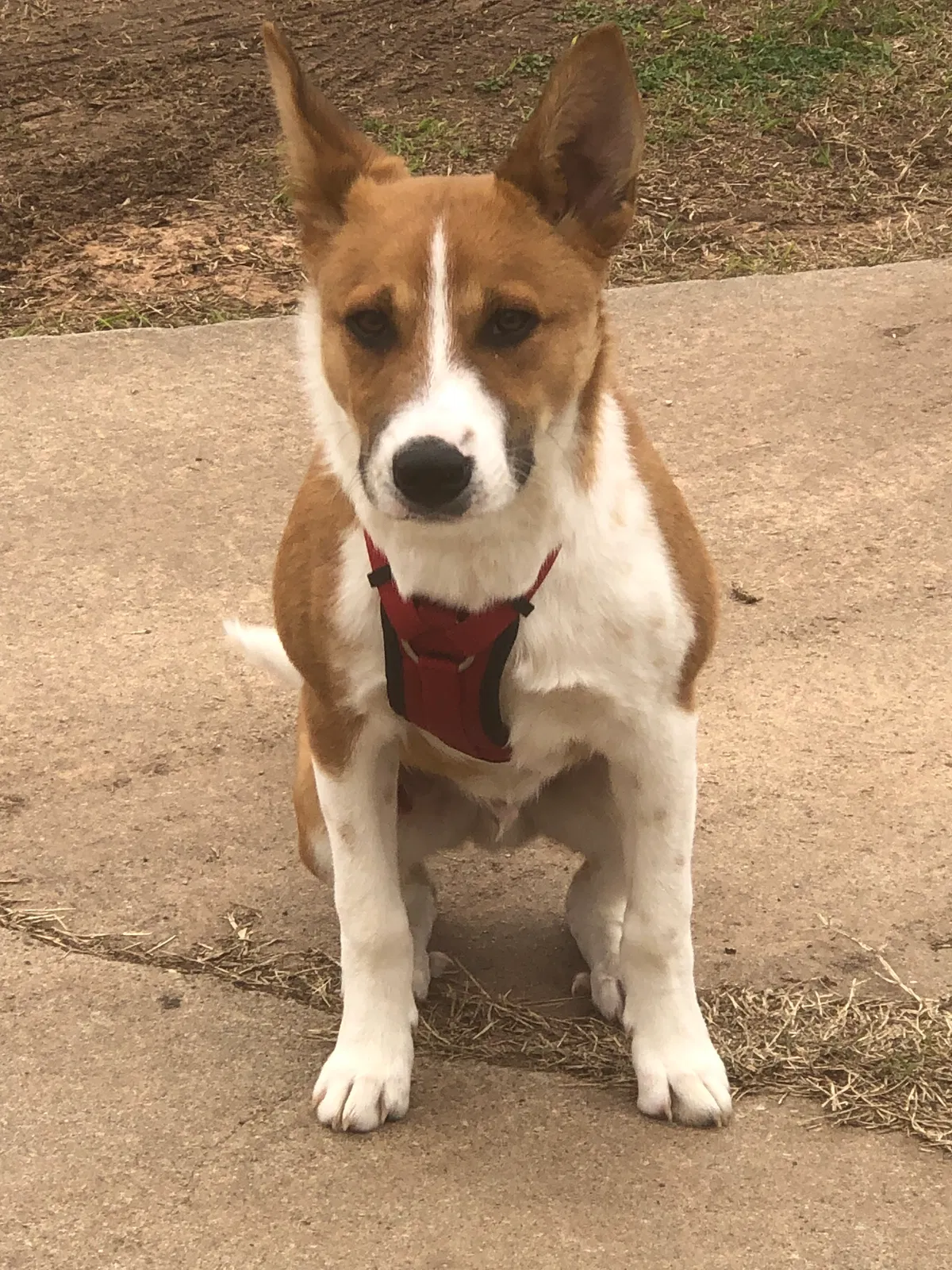 Lost dog in Oklahoma City, OK, 73121