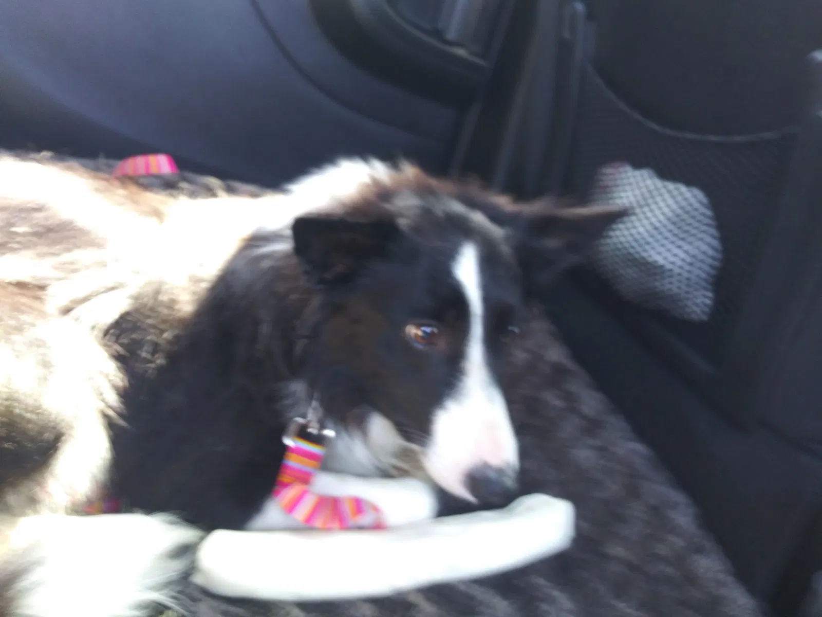 Lost dog in Romulus, MI, 48174