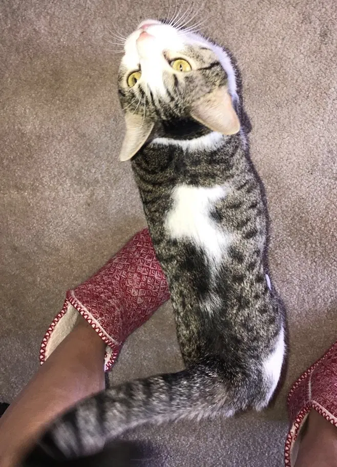 Lost cat in Golden, CO, 80401