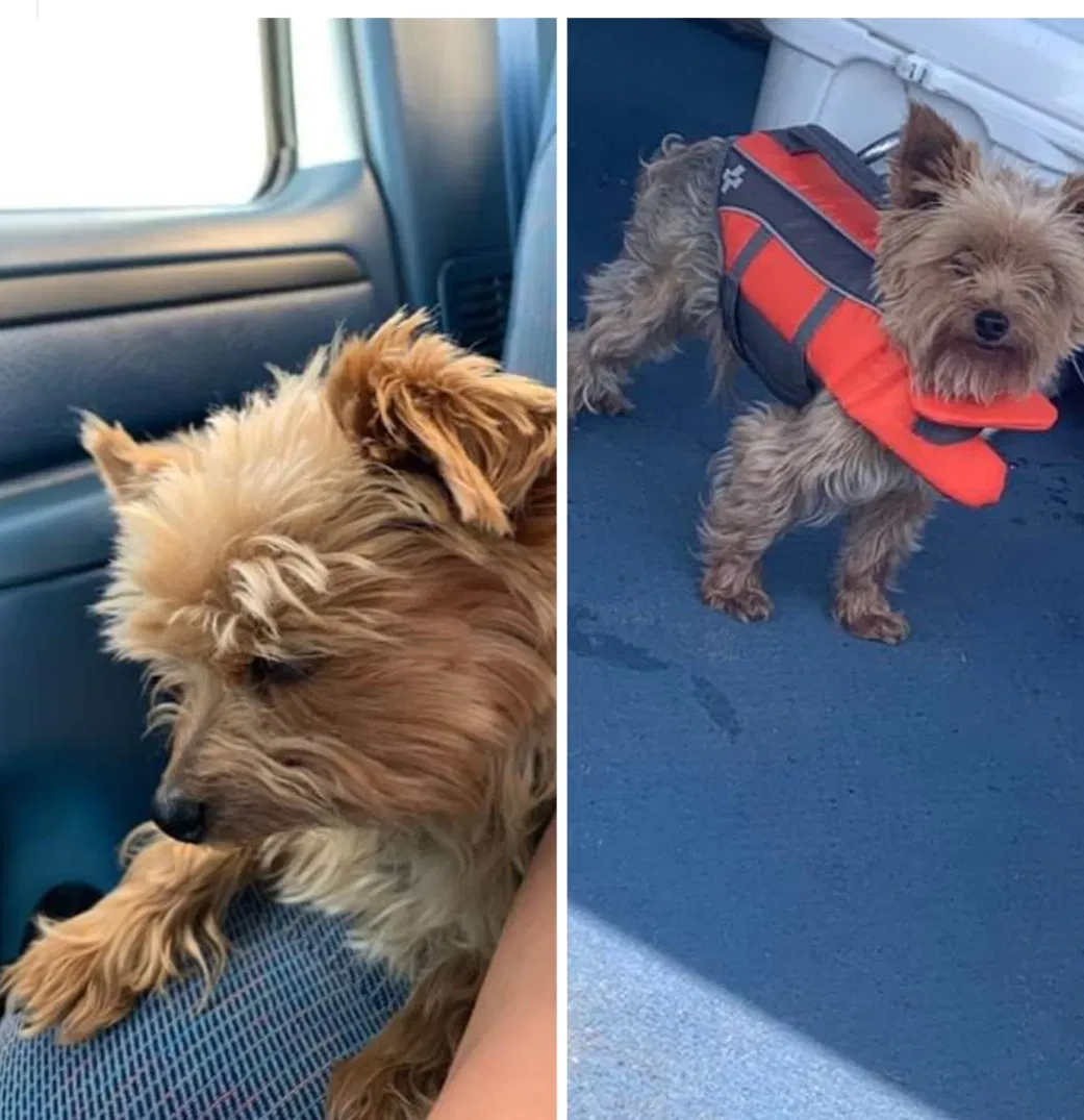 Lost dog in Rockwood, TN, 37854