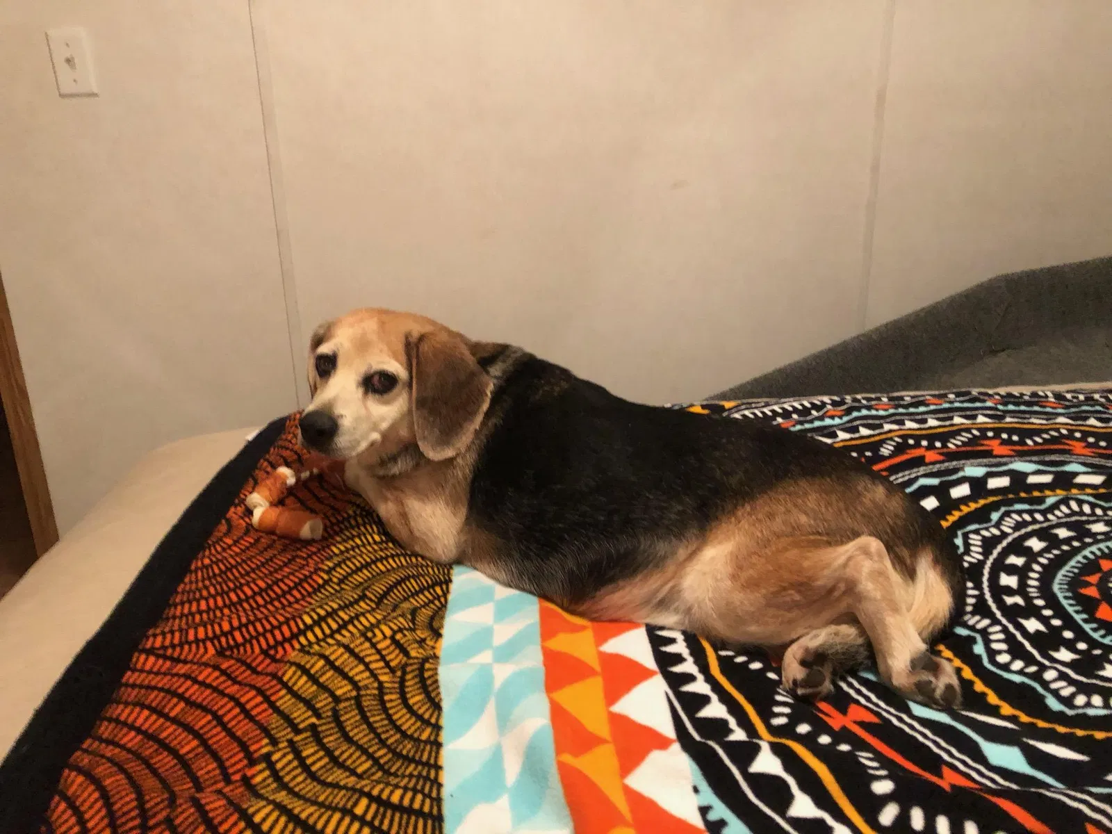 Lost dog in Hico, WV, 25854