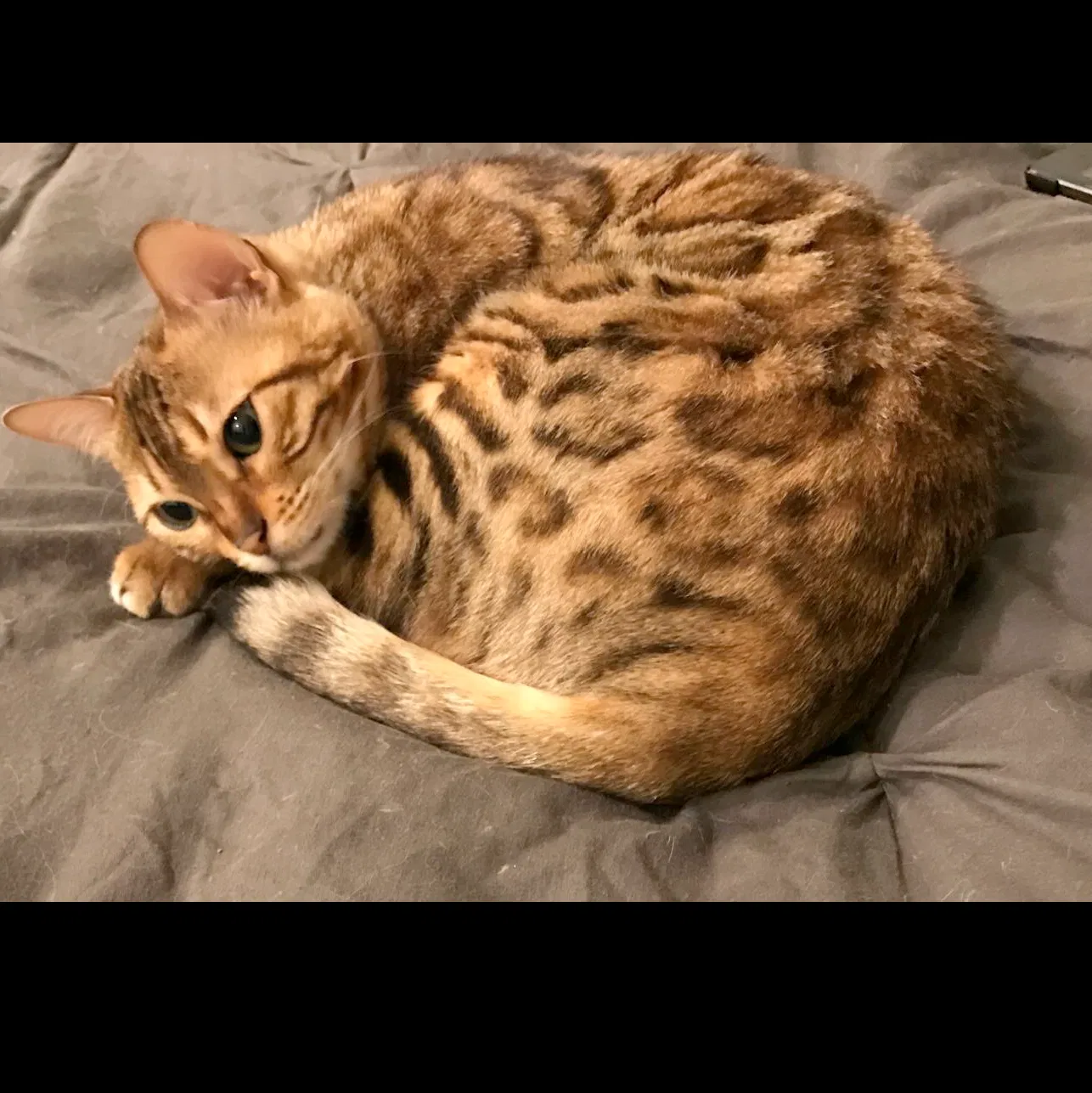 Lost cat in Happy Valley, OR, 97086
