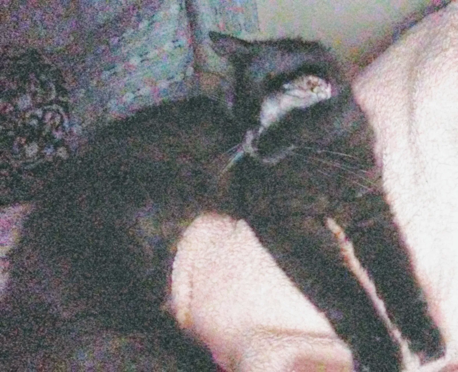 Lost cat in Rockford, IL, 61109