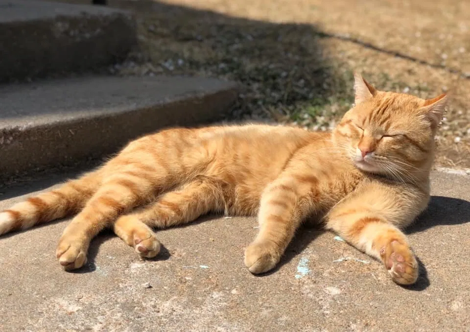 Lost cat in Tulsa, OK, 74132