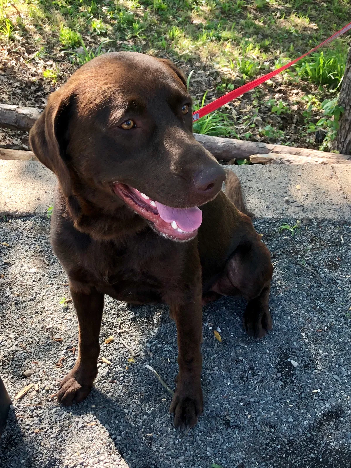 Lost dog in Maumelle, AR, 72113