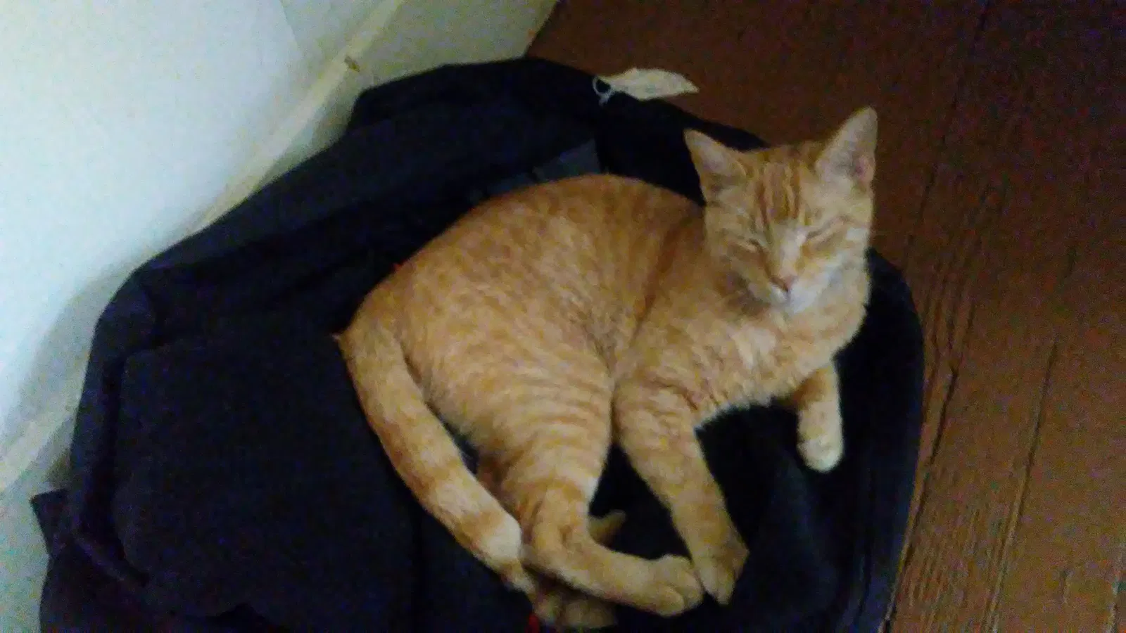 Lost cat in Pittsburgh, PA, 15207