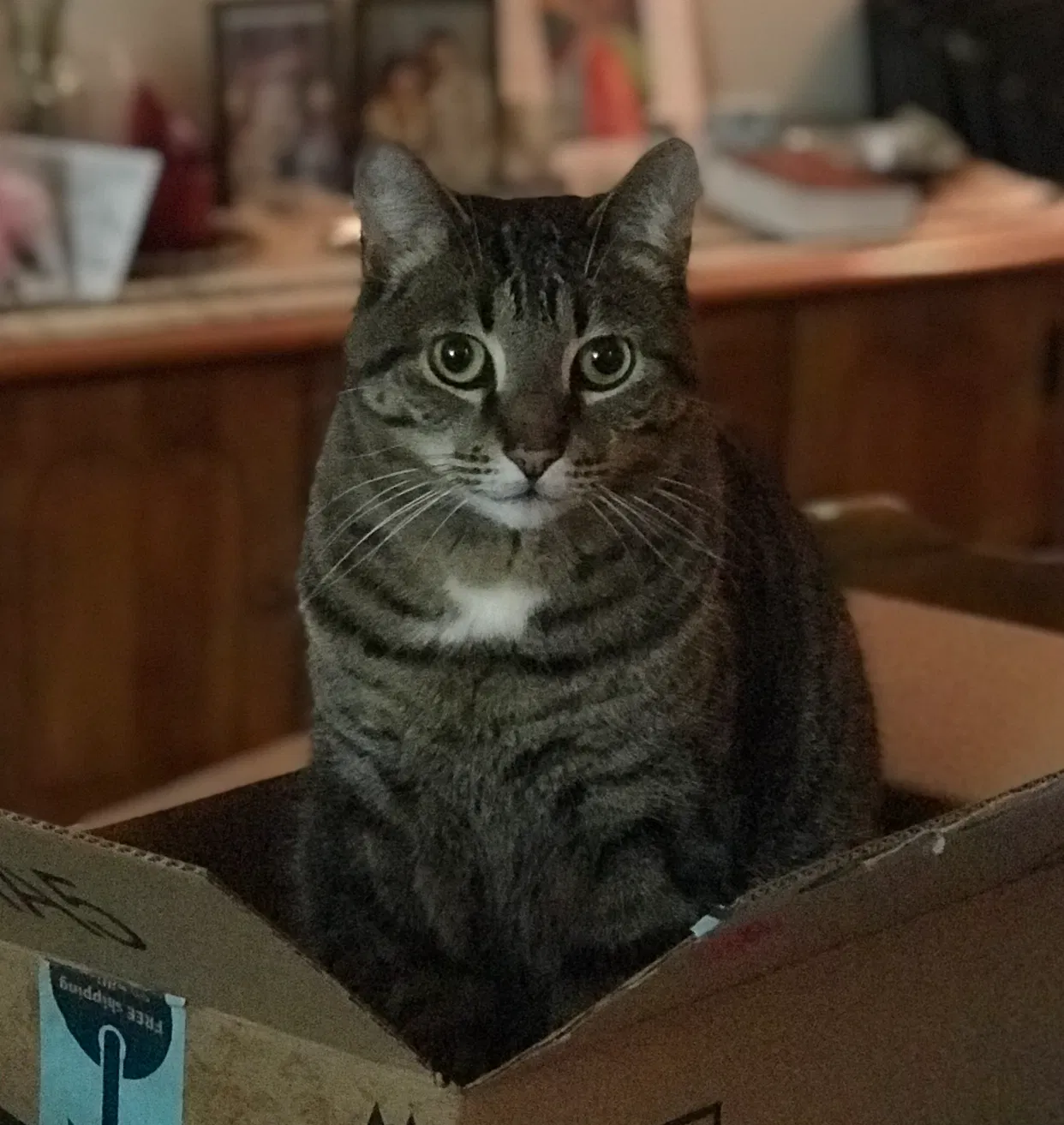 Lost cat in Oak Park, MI, 48237