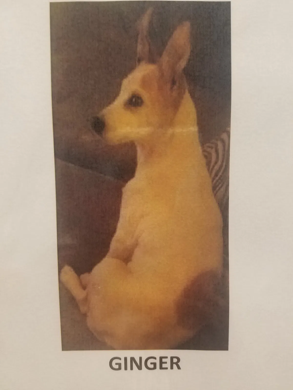 Lost dog in Riverside, NJ, 8075