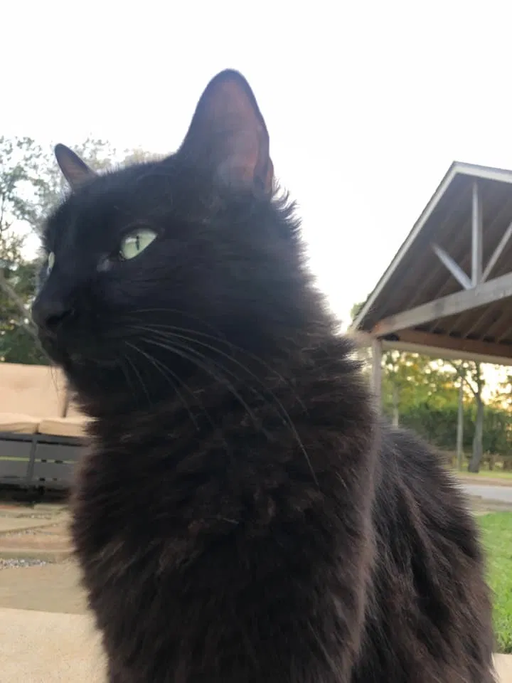 Lost cat in Rosenberg, TX, 77471