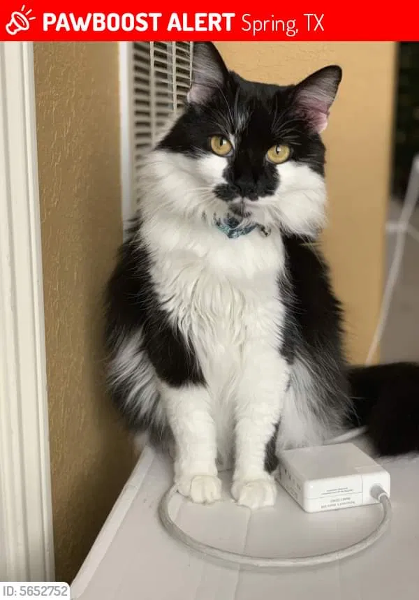 Lost cat in Spring, TX, 77379