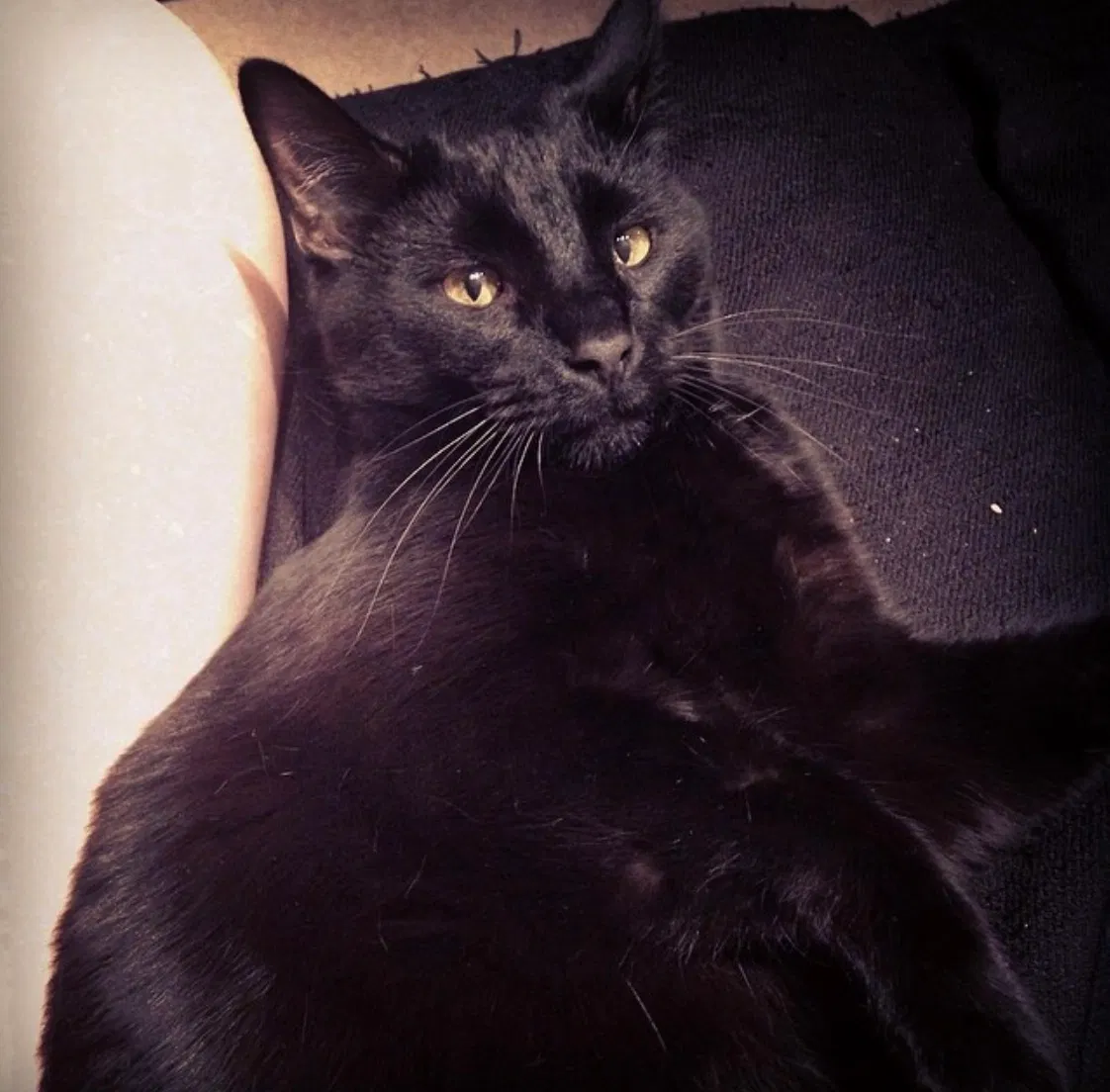 Lost cat in Loves Park, IL, 61111