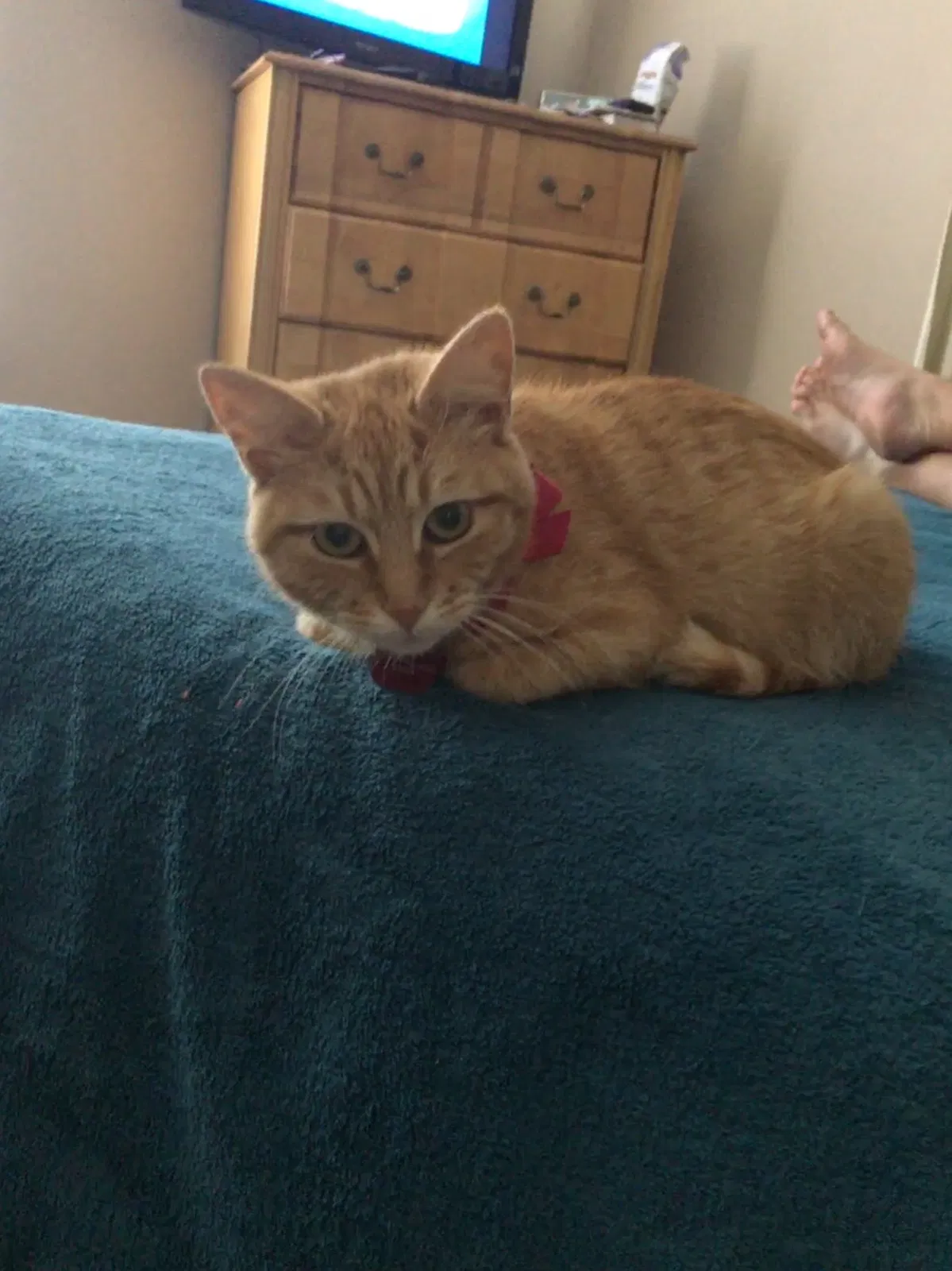 Lost cat in Jacksonville, NC, 28546
