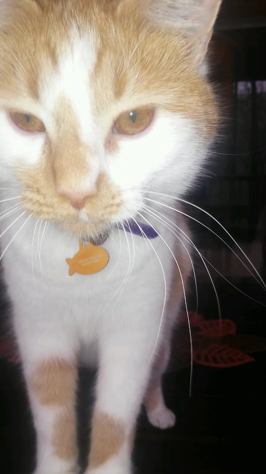 Lost cat in Slidell, LA, 70458