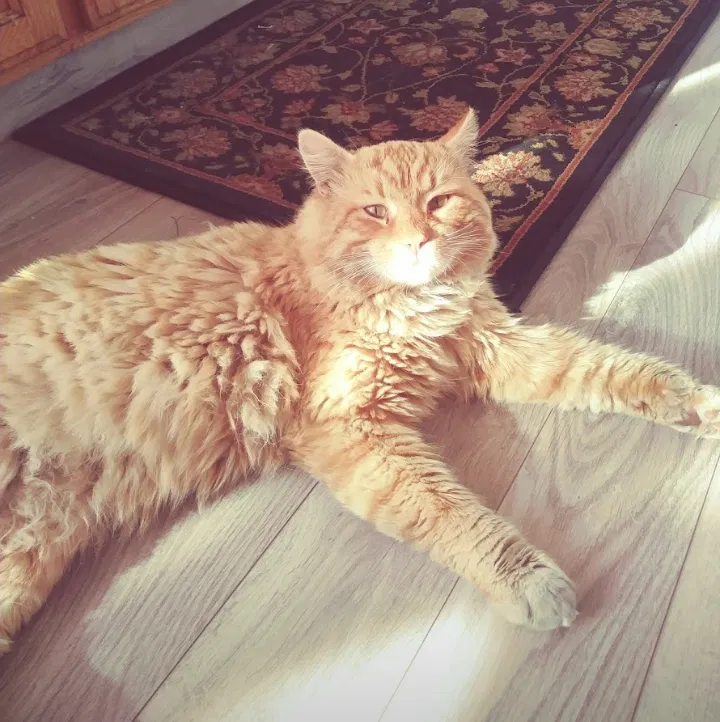 Lost cat in Modesto, CA, 95355