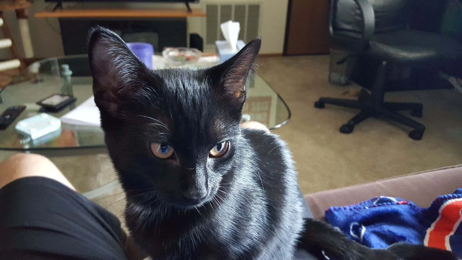 Lost cat in Milwaukee, WI, 53227