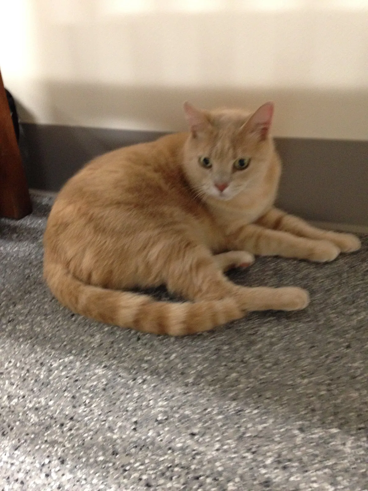 Lost cat in Carmichael, CA, 95608