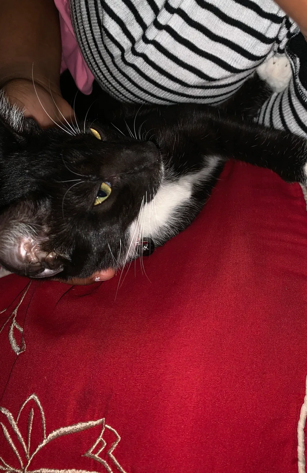 Lost cat in Fort Myers, FL, 33901