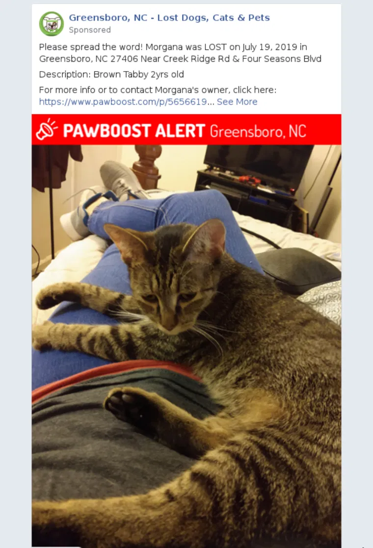 Lost cat in Greensboro, NC, 27406