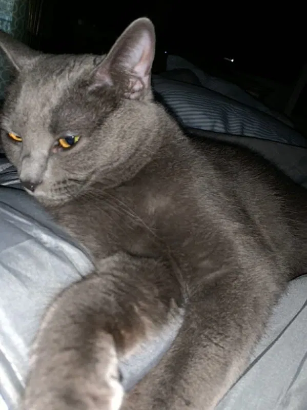 Lost cat in Denver, NC, 28037