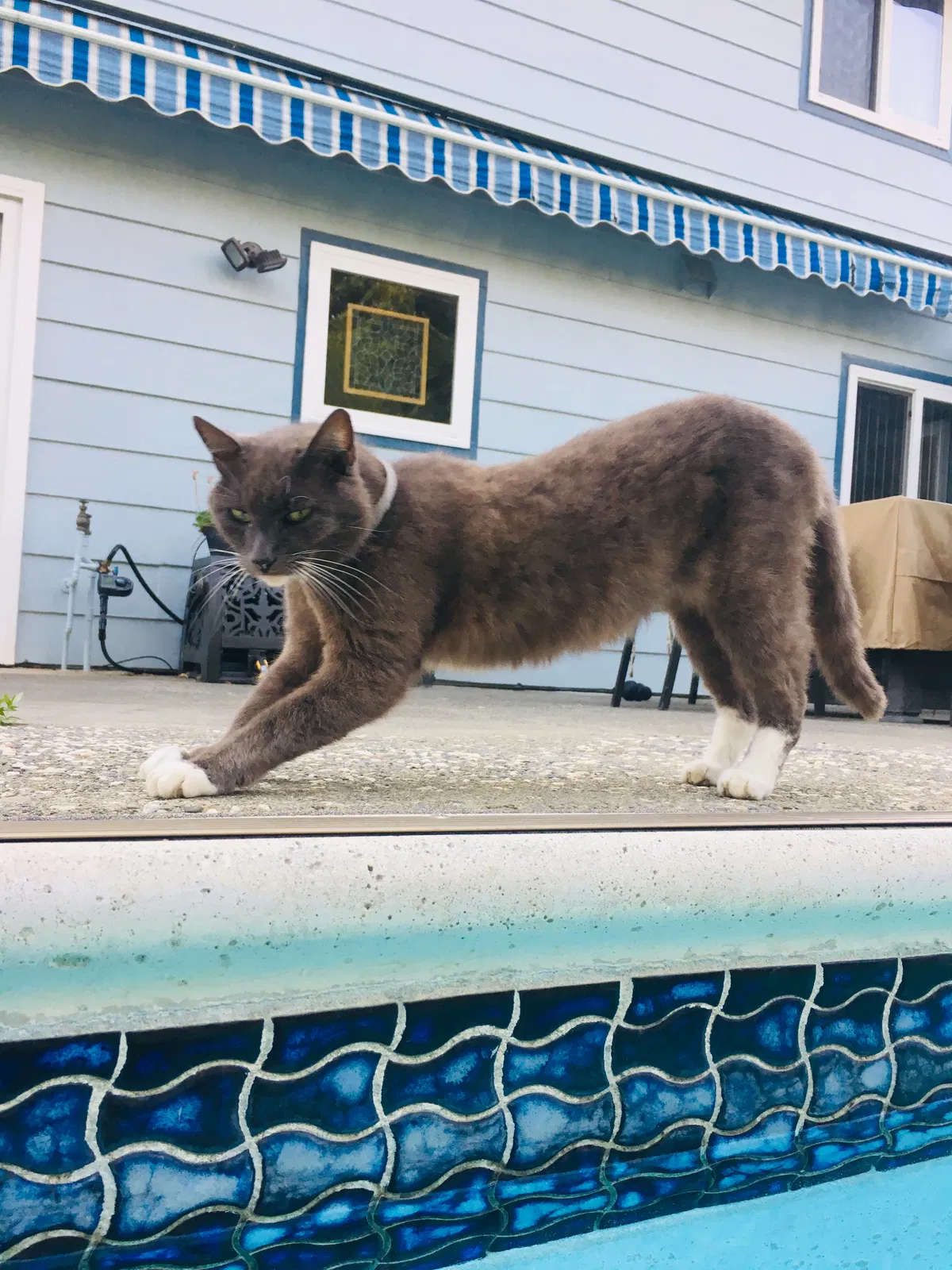 Lost cat in Fairfield, CA, 94533