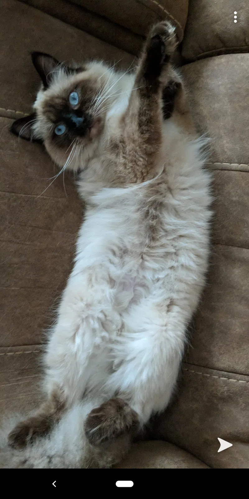 Lost cat in Birmingham, AL, 35216