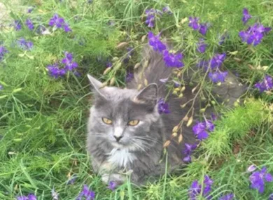 Lost cat in Keene, TX, 76059