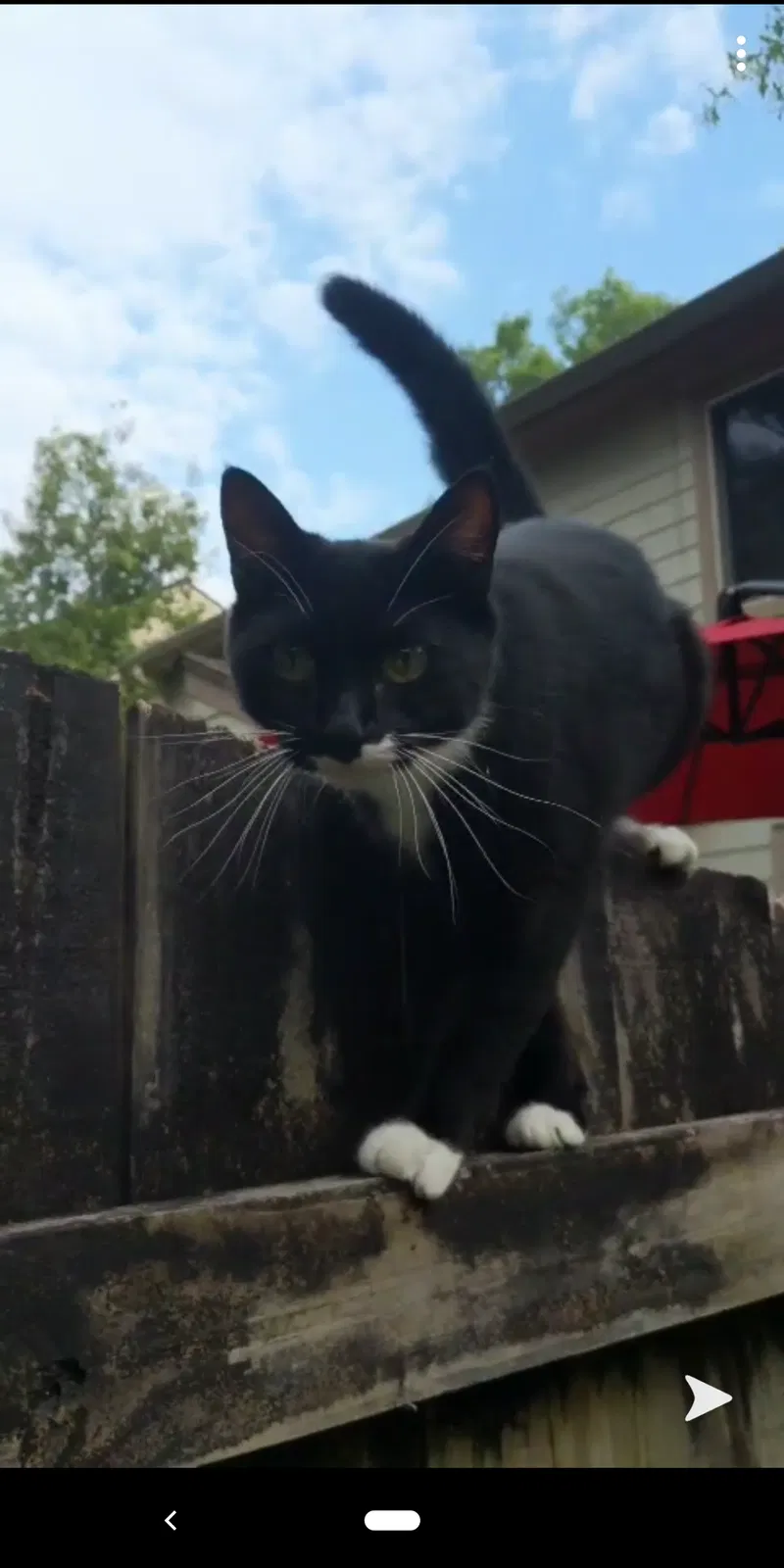 Lost cat in Birmingham, AL, 35216