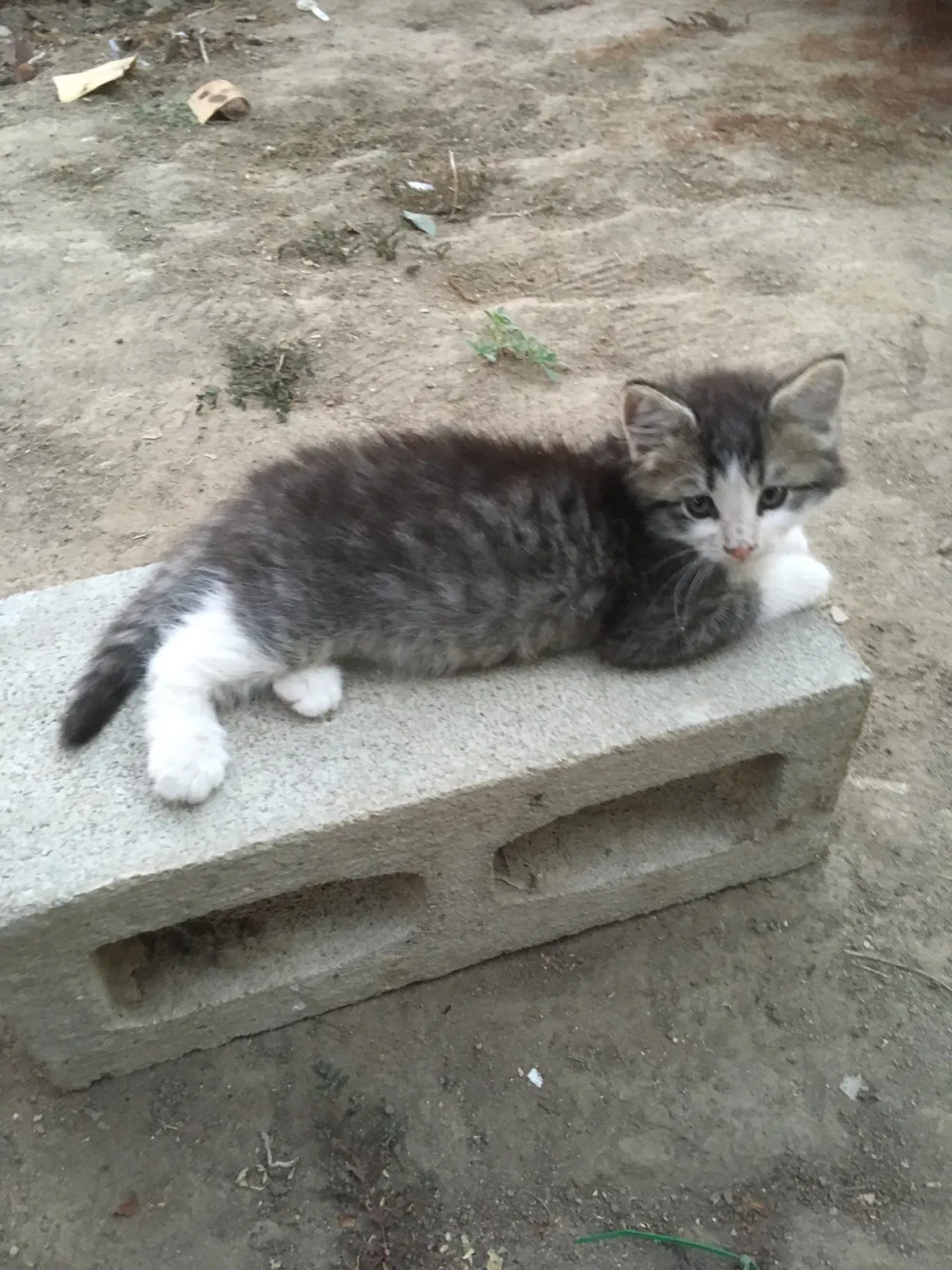 Lost cat in Hanford, CA, 93230