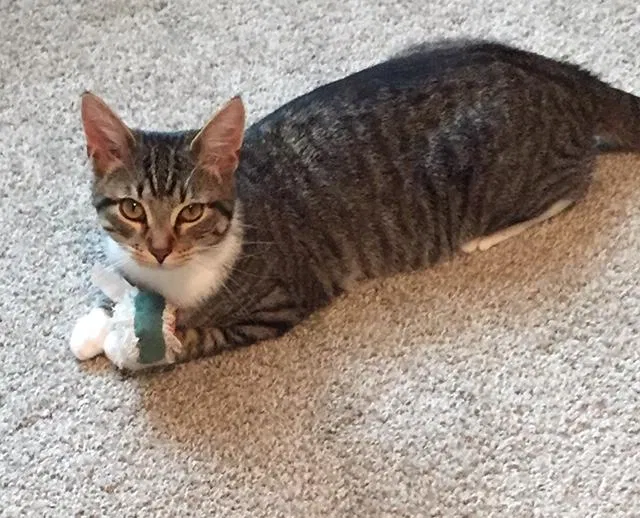Lost cat in Kennesaw, GA, 30144