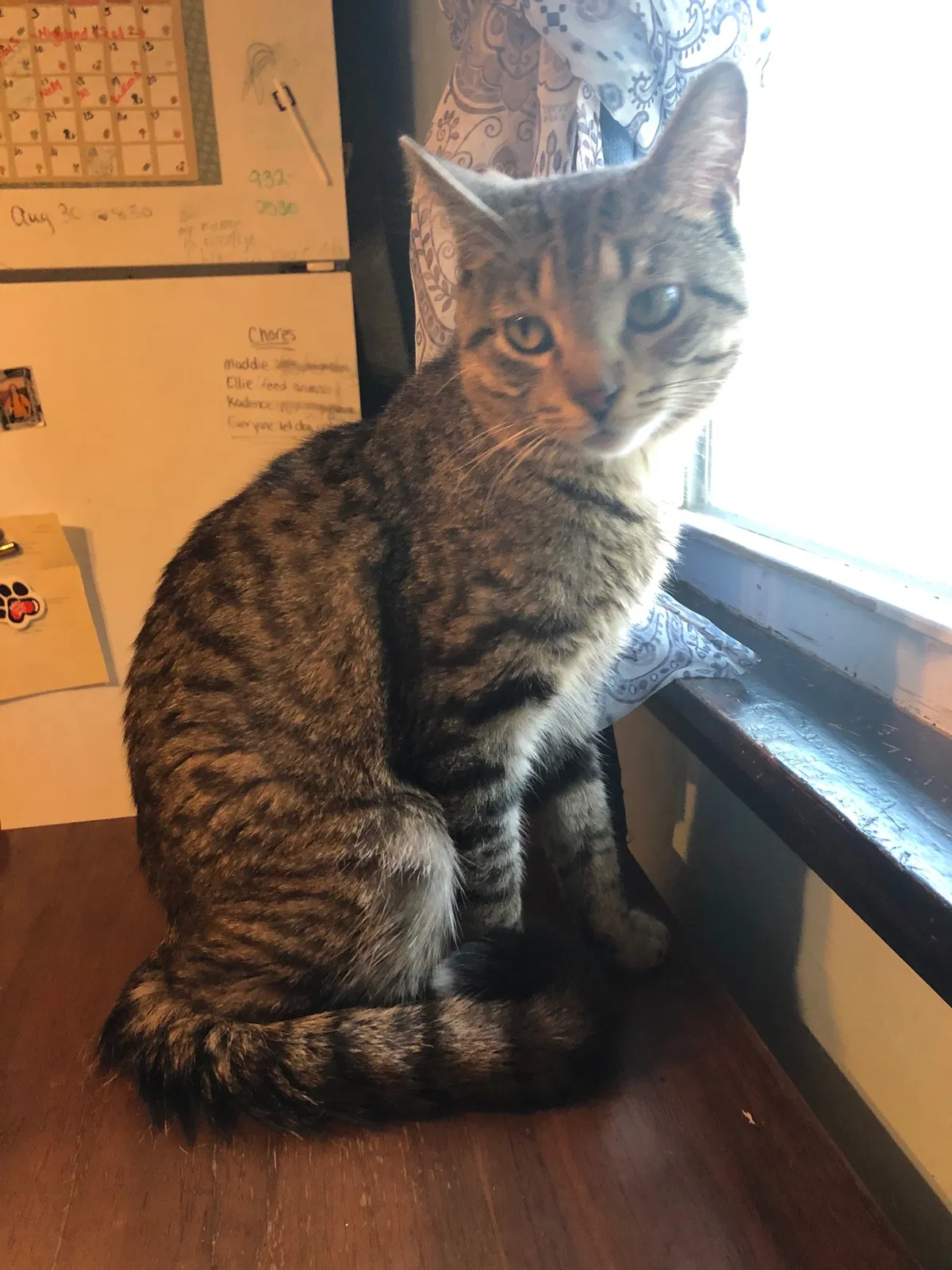 Lost cat in Highland, IN, 46322