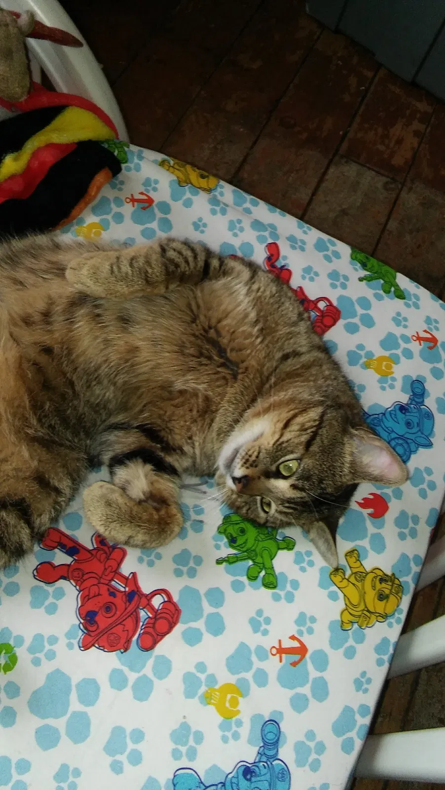 Lost cat in Grand Rapids, MI, 49504