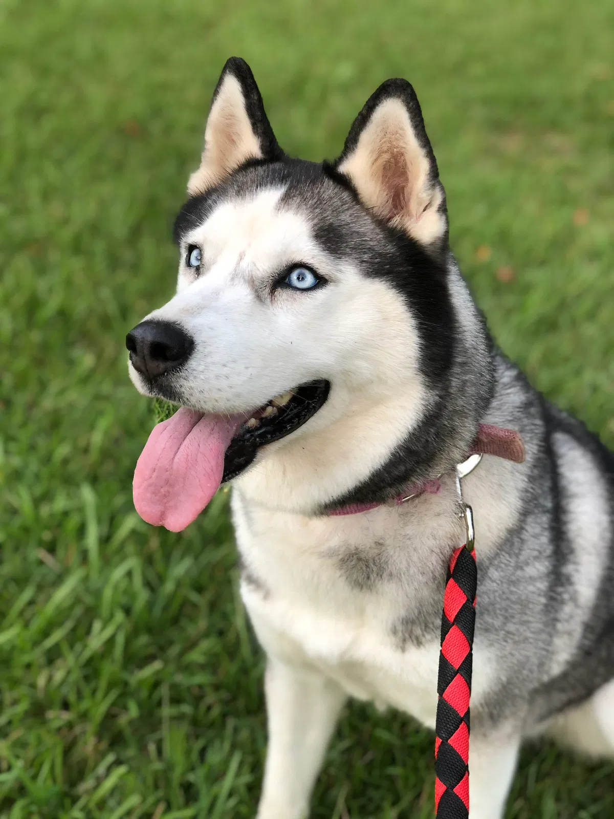 Lost dog in Aliceville, AL, 35442