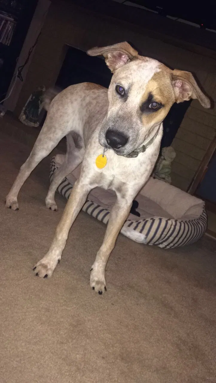 Lost dog in San Antonio, TX, 78218