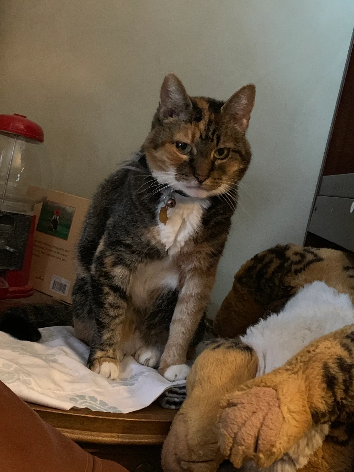 Lost cat in Belgrade, MT, 59714