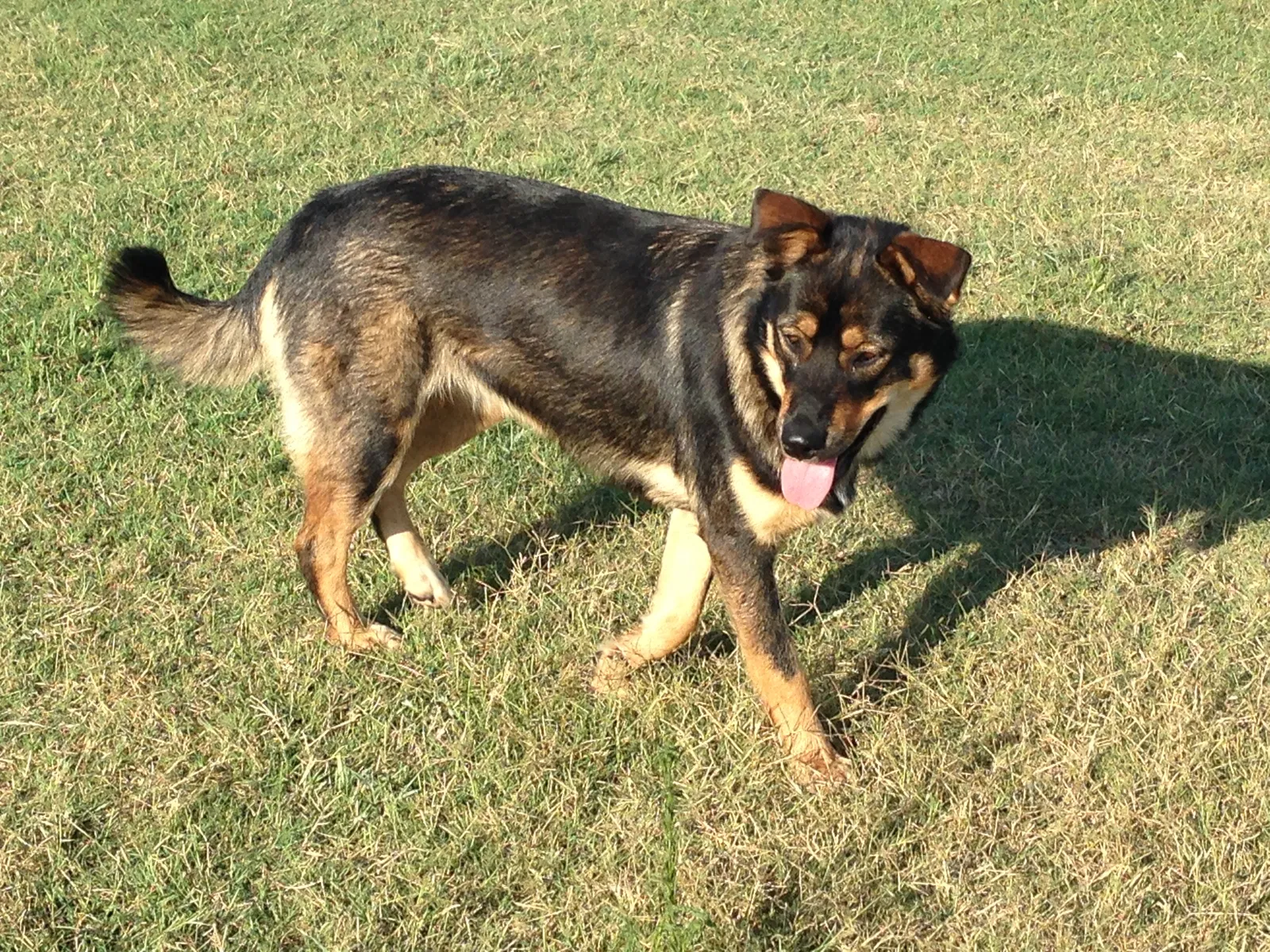 Lost dog in Peculiar, MO, 64078